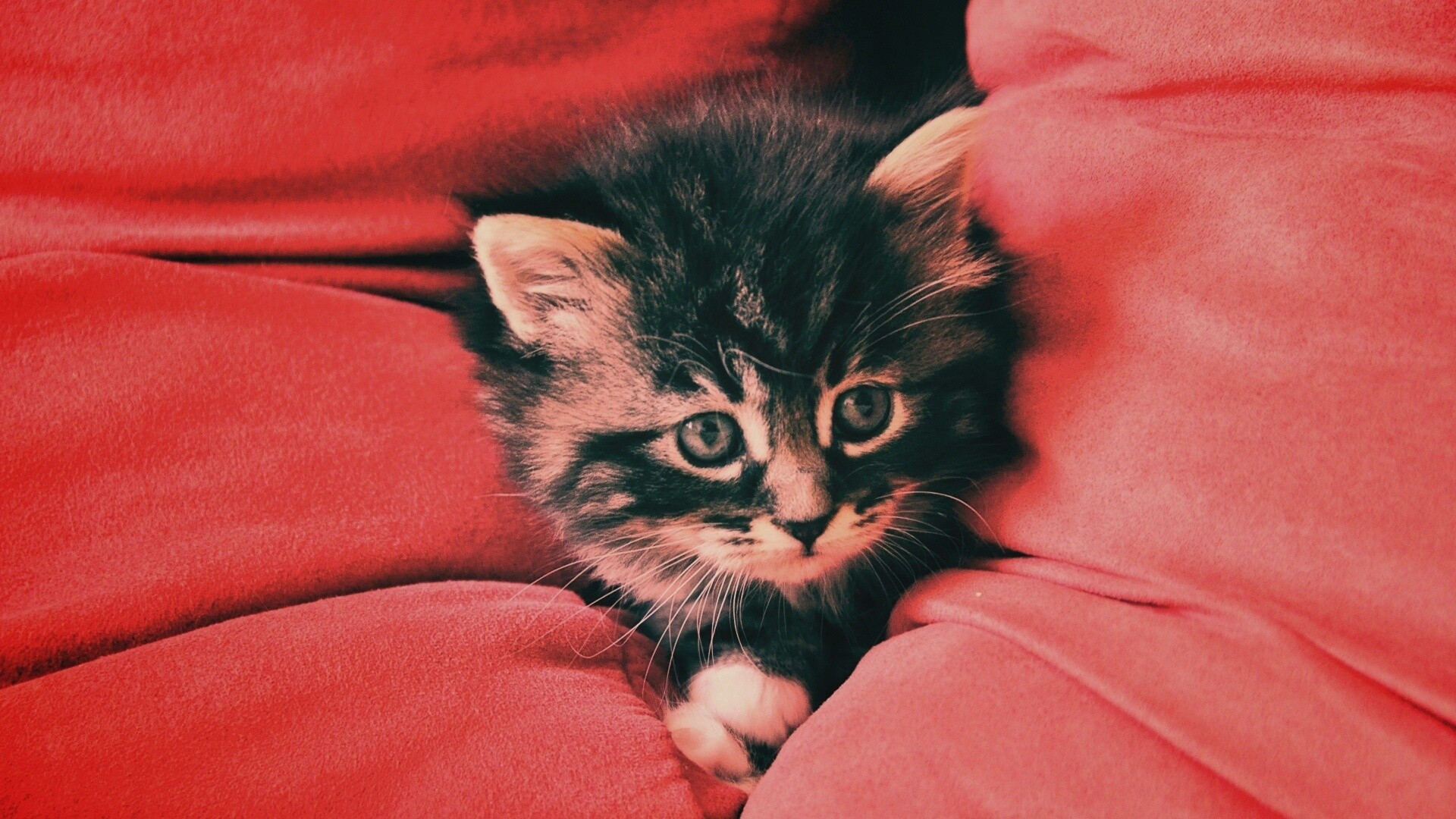 Котенок в подушках обои