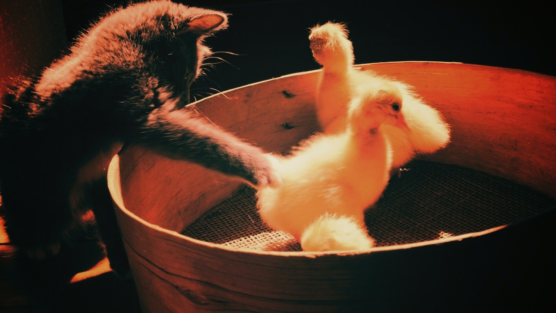 Котенок играет с утятами обои