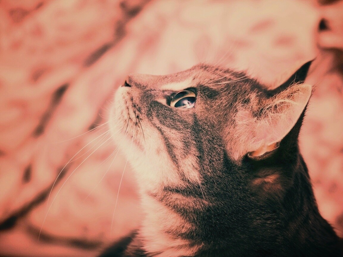 Котик смотрит верх обои