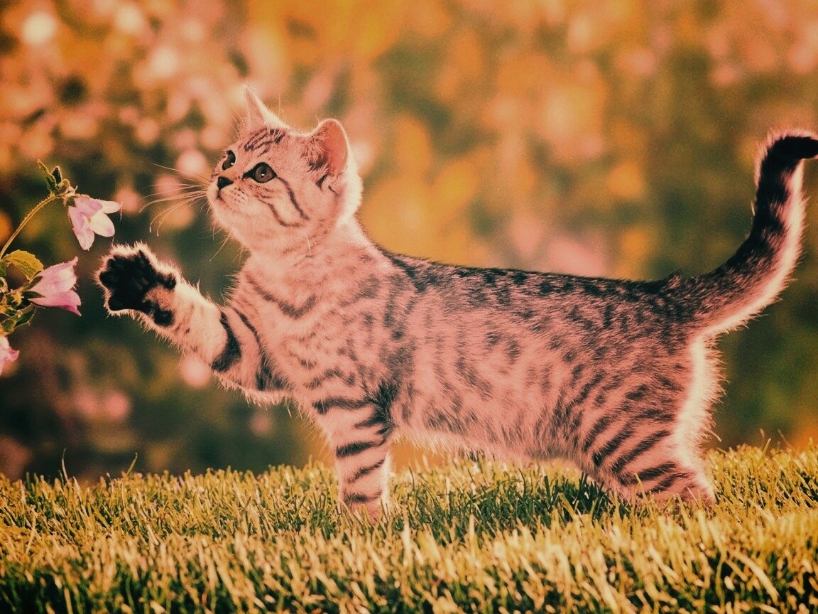 Котенок играет с цветами обои