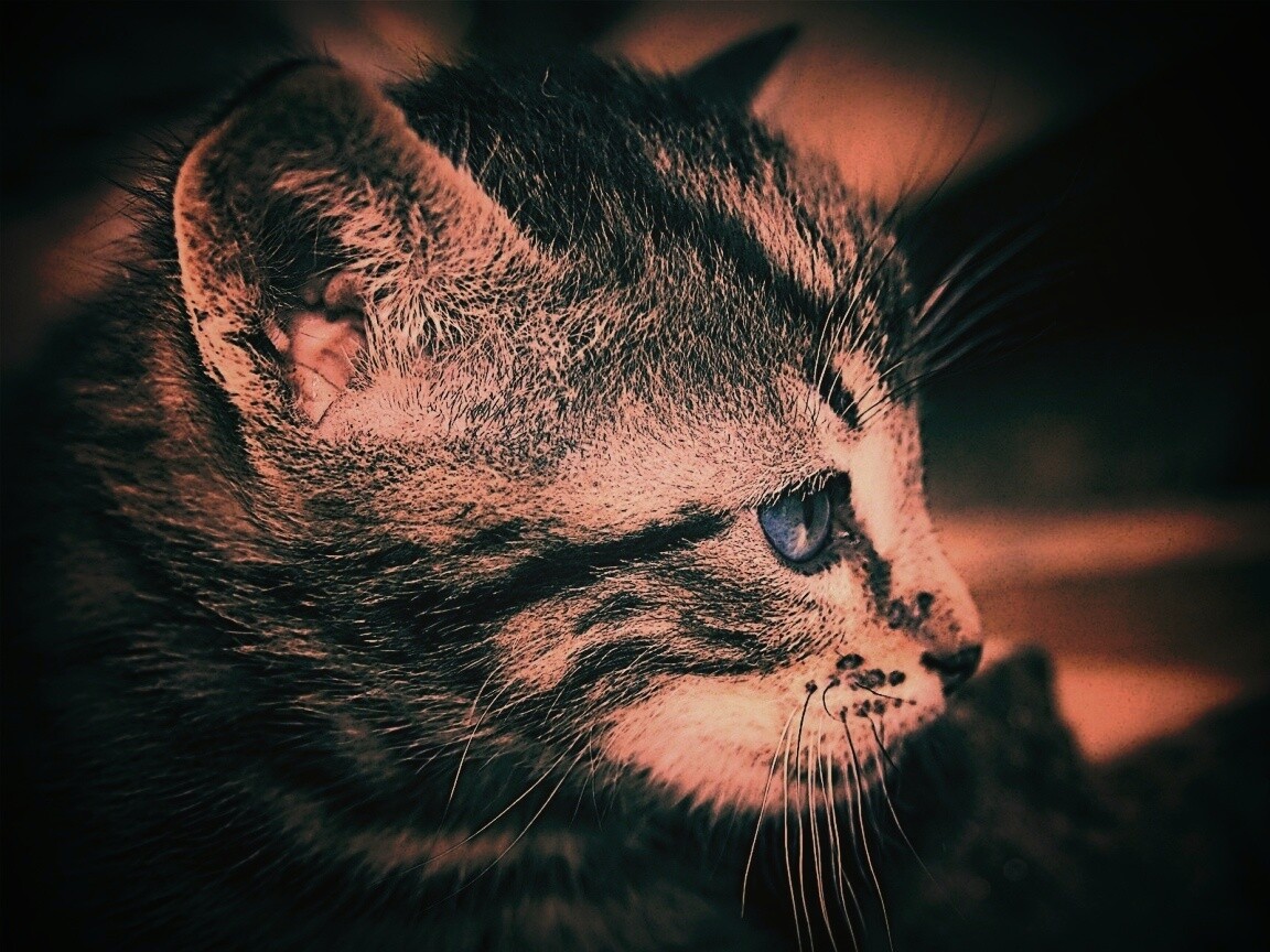 Котенок с голубыми глазами обои