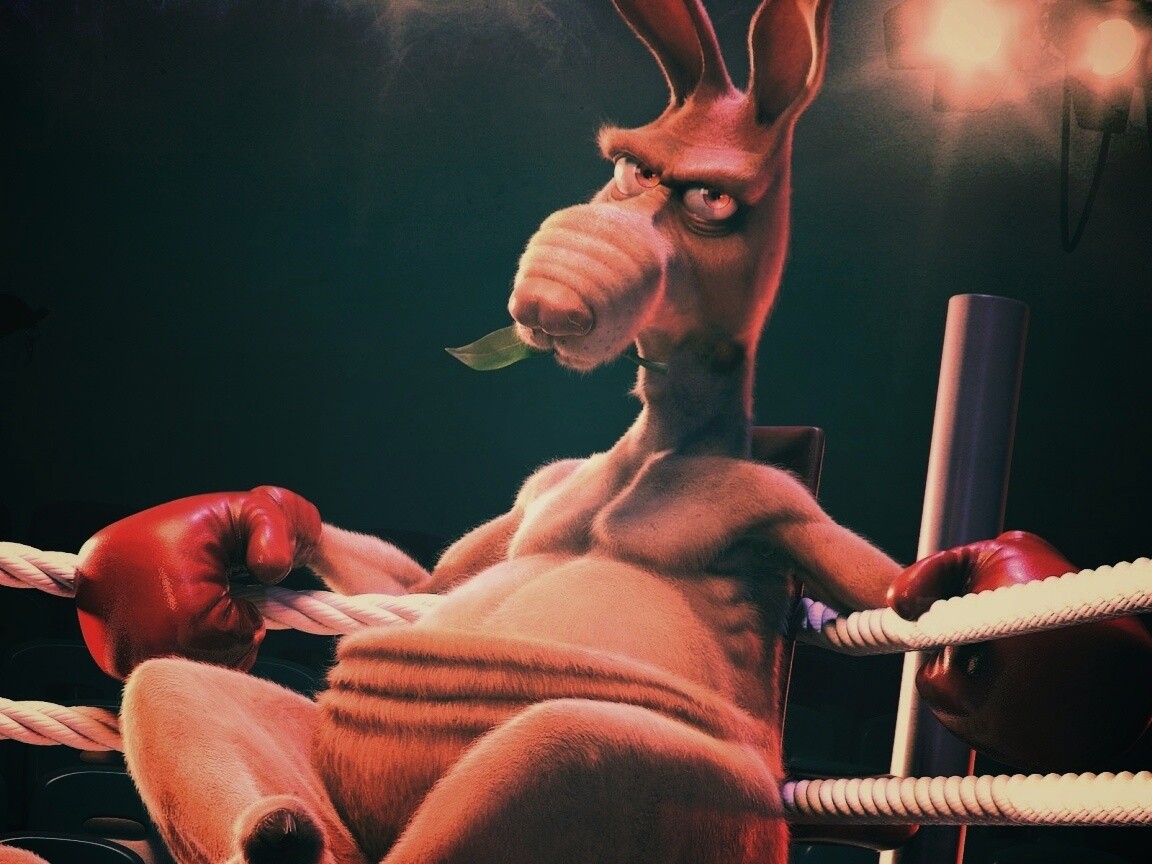 Кенгуру-боксер на ринге обои