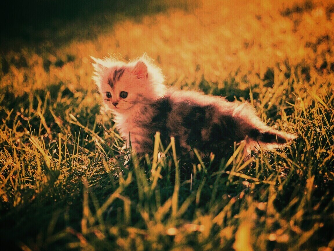 Котёнок в траве обои