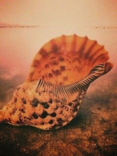 Морская раковина обои