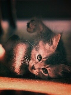 Котенок играет под стулом обои