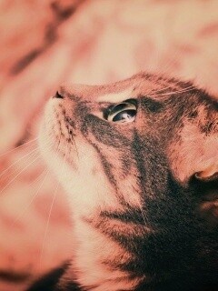 Котик смотрит верх обои