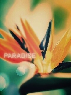 Paradise обои