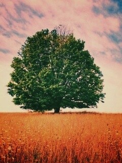 Зеленое дерево в желтом поле обои