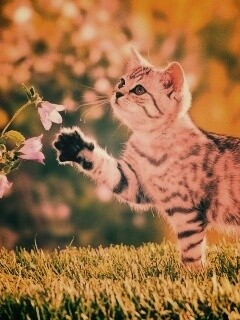 Котенок играет с цветами обои