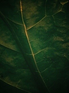 Макро зеленый лист обои