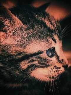Котенок с голубыми глазами обои