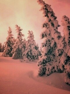 Ели в снегу обои
