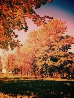 Осень в лесу обои