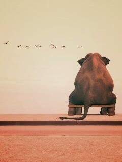 Слон на табуретке обои