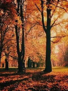 Осенний листопад в парке обои