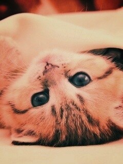 Котёнок вверх ногами обои