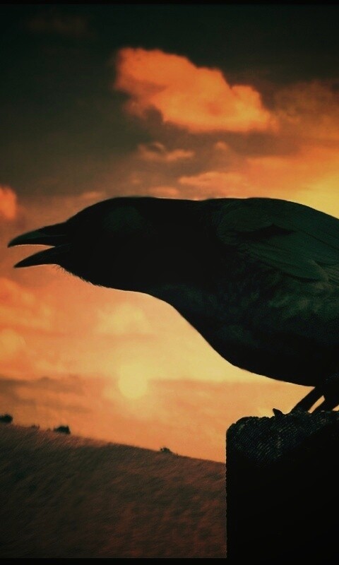 Чёрный ворон обои