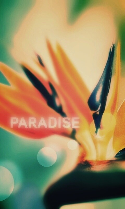 Paradise обои