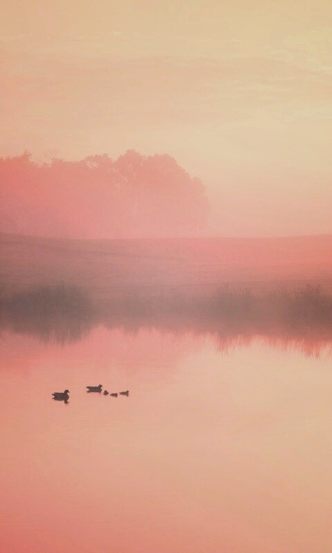 Ducks on a Misty Pond обои
