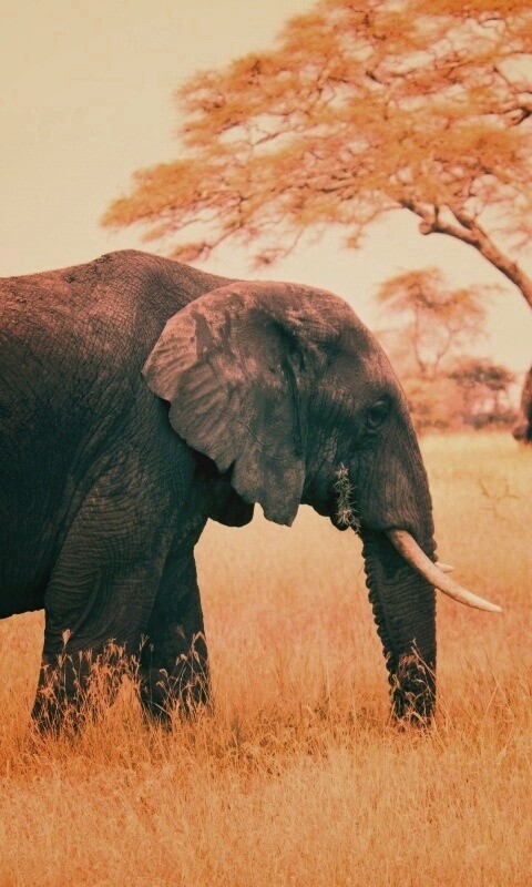 Elephant обои