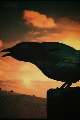 Чёрный ворон обои