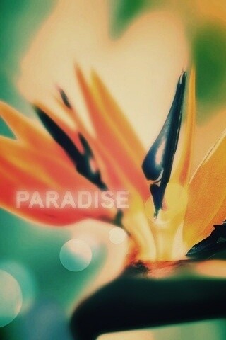 Paradise обои