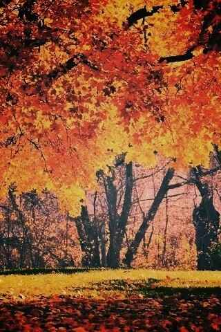 Размашистое осеннее дерево обои