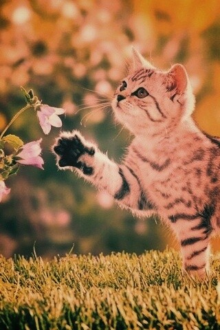 Котенок играет с цветами обои