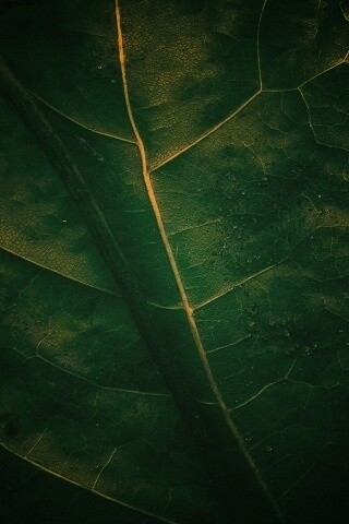 Макро зеленый лист обои