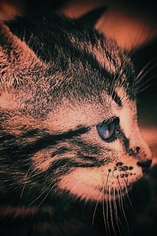 Котенок с голубыми глазами обои