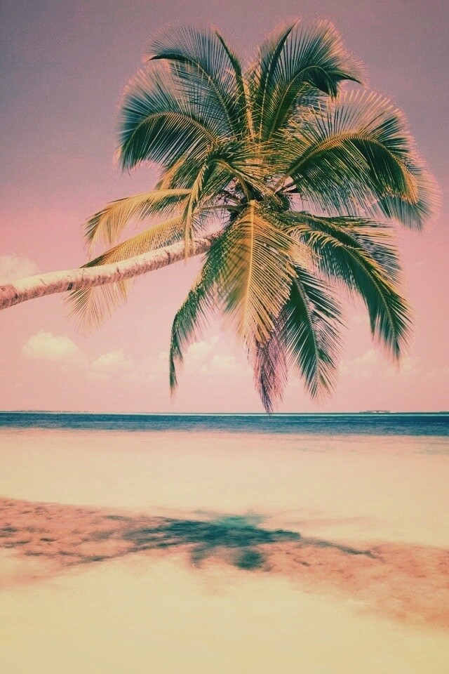 Пальма на лазурном берегу обои