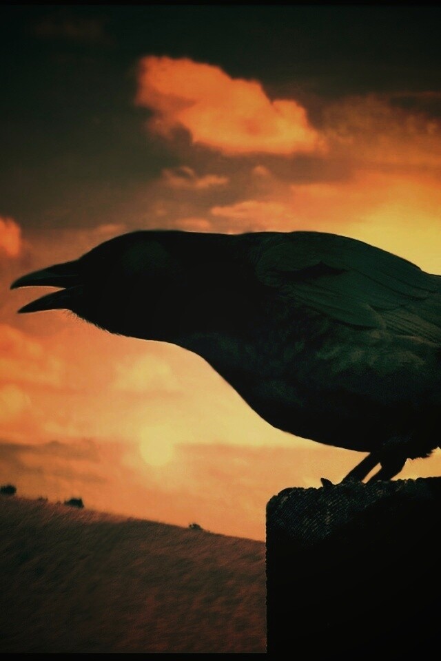 Чёрный ворон обои