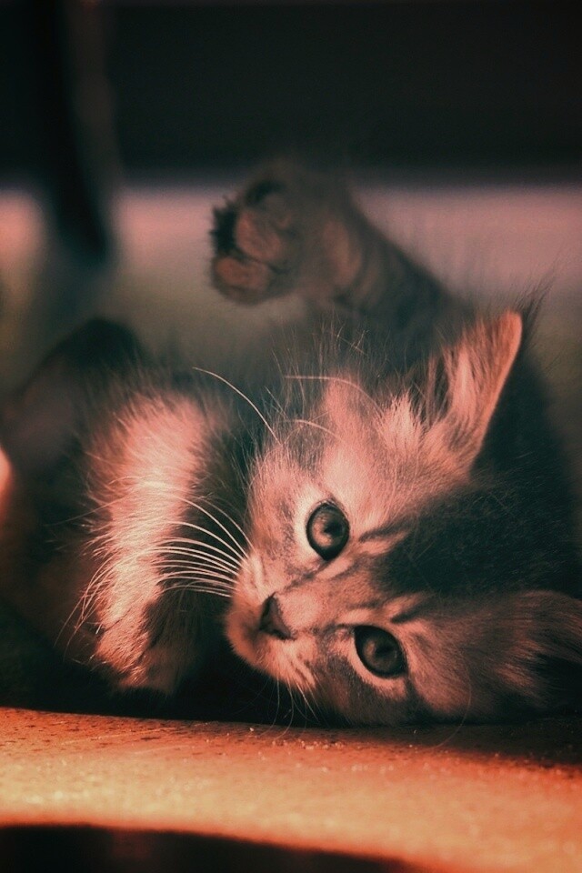 Котенок играет под стулом обои