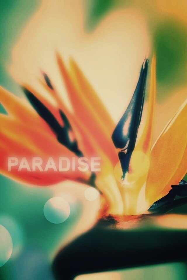 Paradise обои