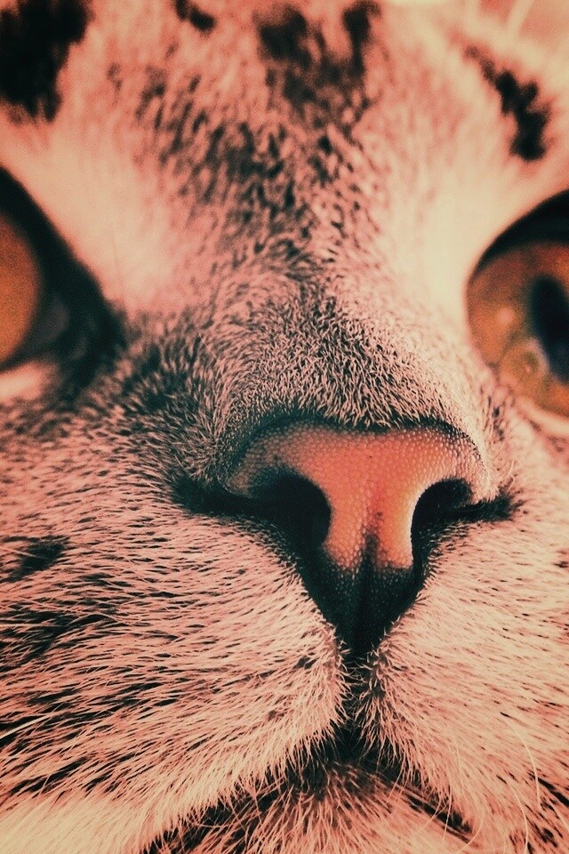 Кошачья мордочка обои
