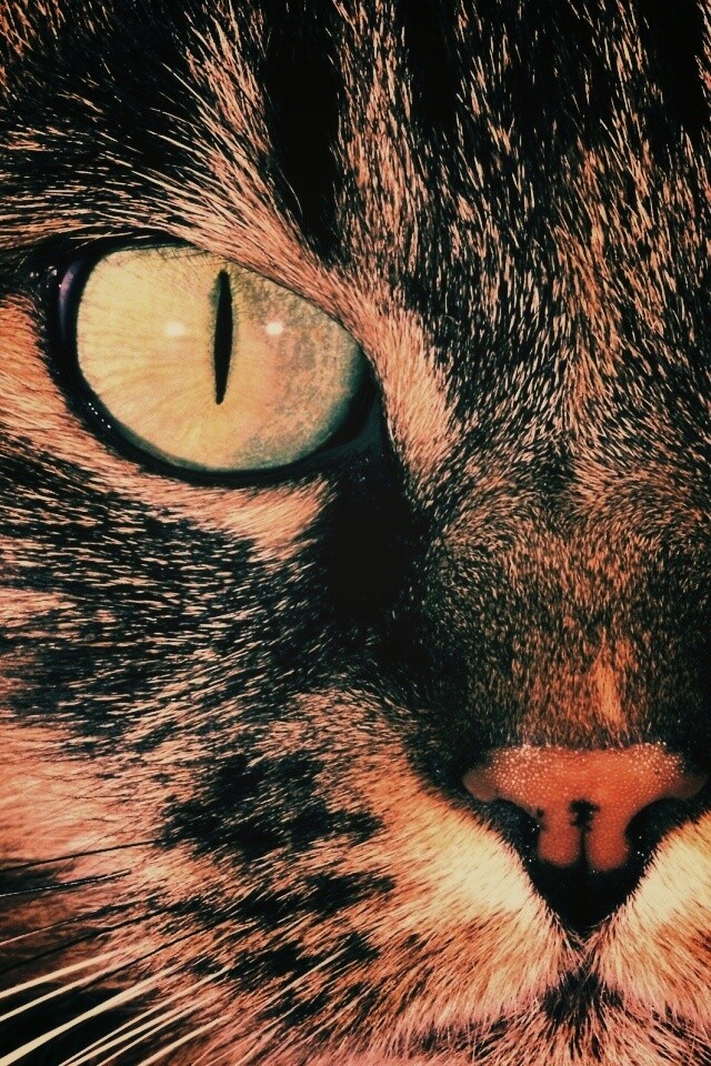Кошачья морда обои