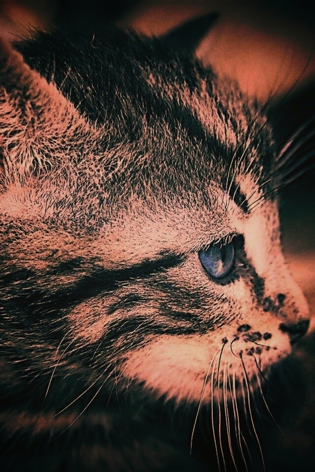 Котенок с голубыми глазами обои