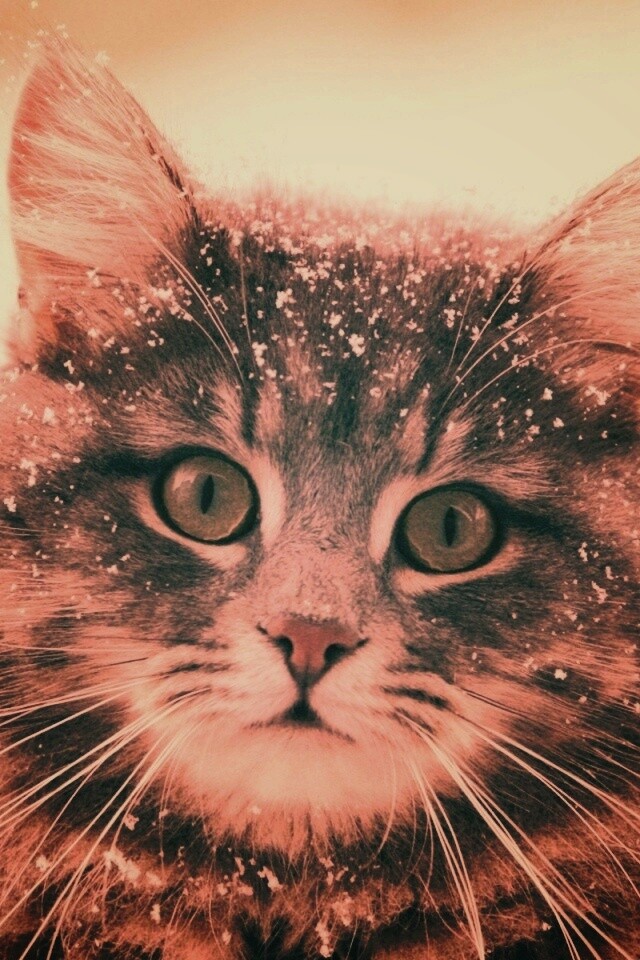Кот в снегу обои