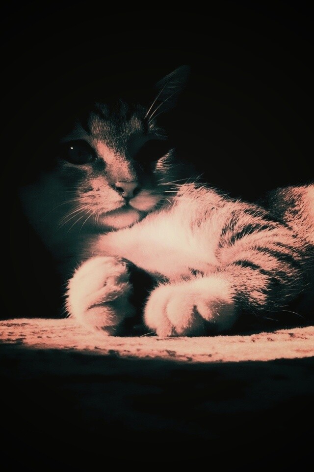 Котик в тени обои