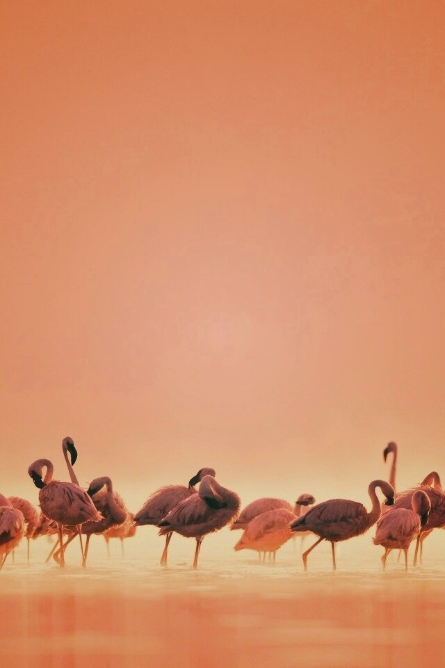 Flamingos обои