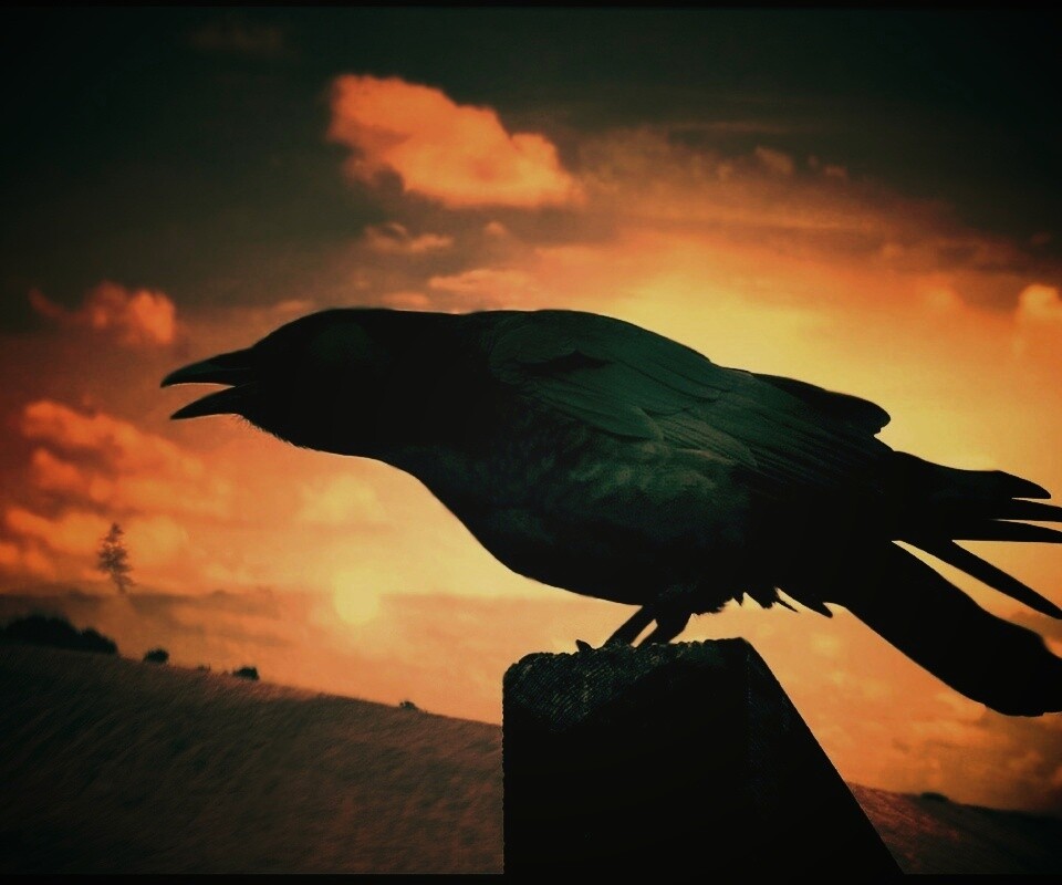 Чёрный ворон обои