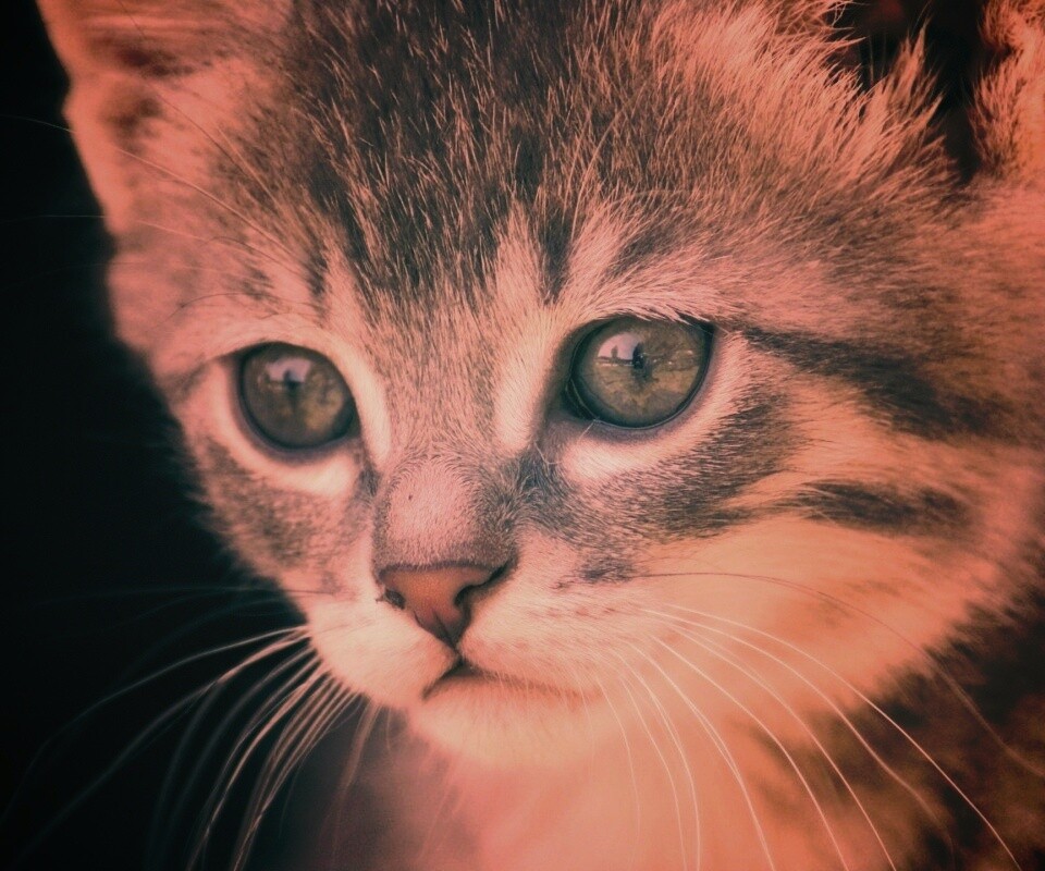 Мордочка котёнка обои