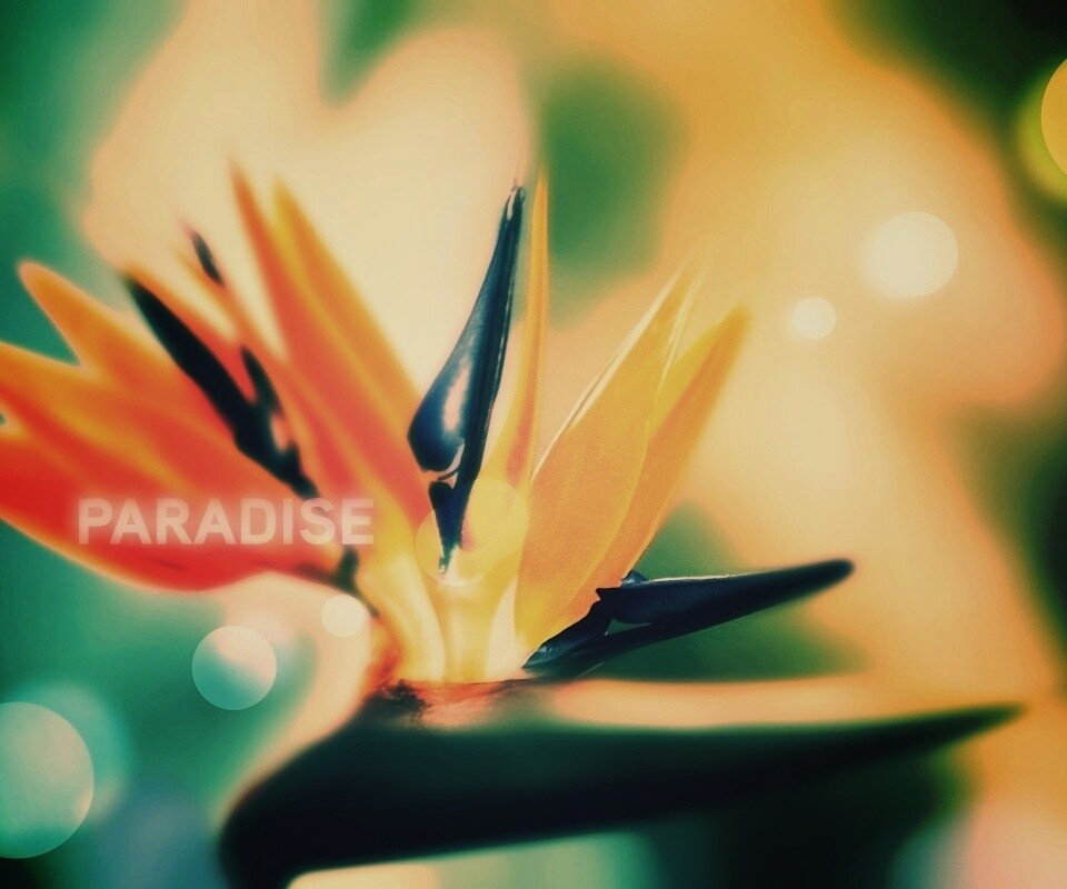 Paradise обои