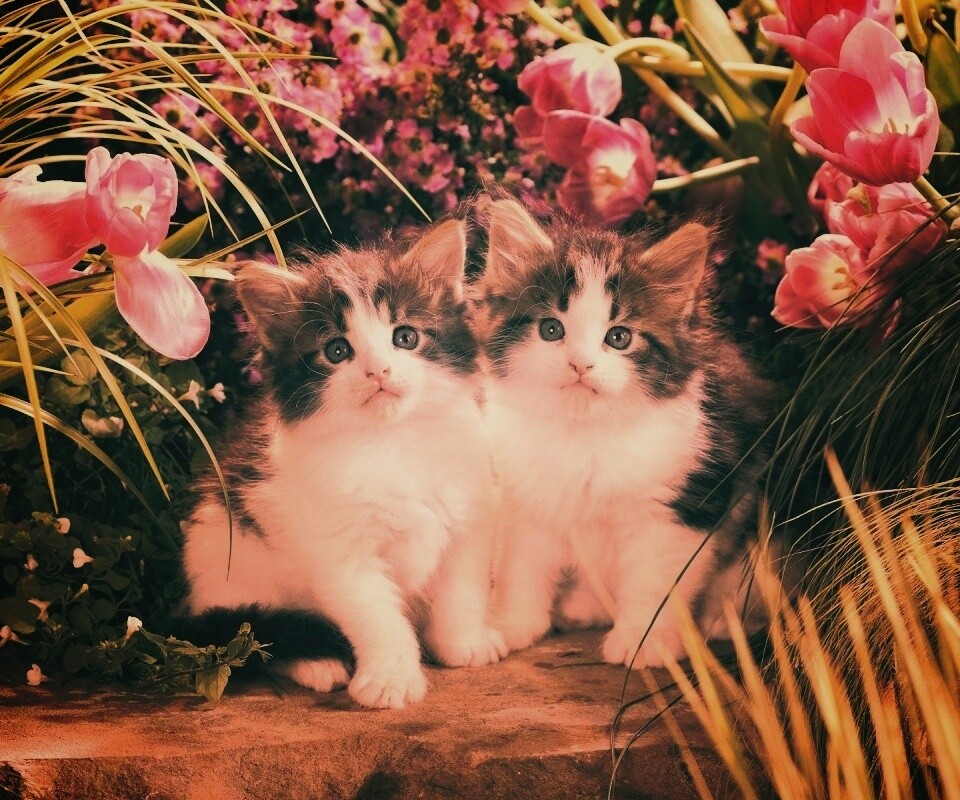 Котята в цветах обои