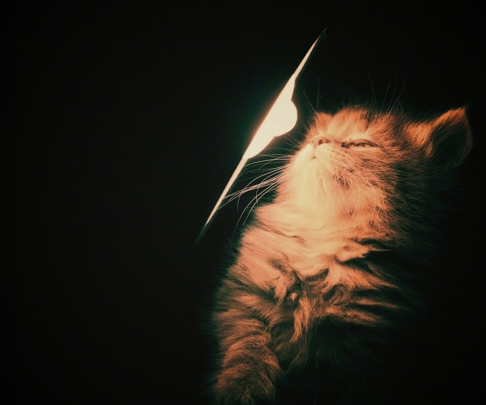 Котя на свету обои