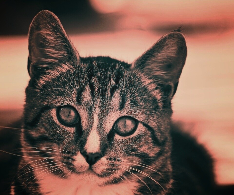 Кот обои
