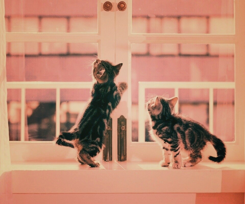 Котята у окна обои