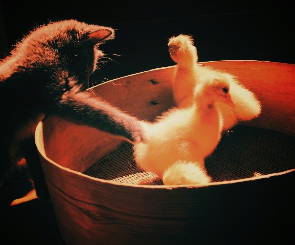 Котенок играет с утятами обои