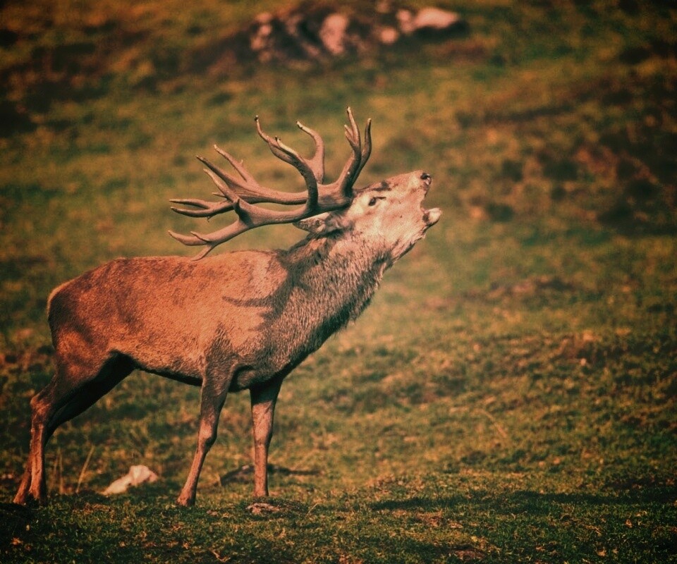 Лось зовёт сородичей обои