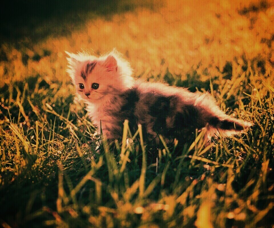 Котёнок в траве обои
